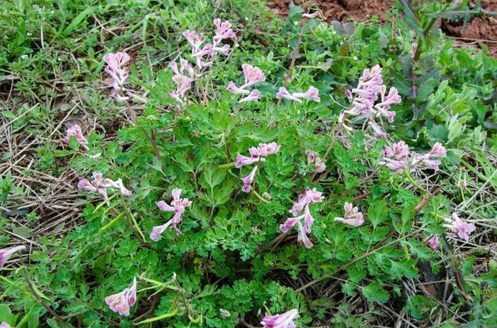 古代最有名的四大毒物,鹤顶红仅排第二,第一让人又爱又恨