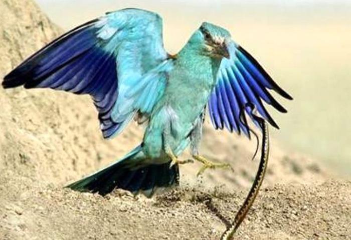 古代最有名的四大毒物,鹤顶红仅排第二,第一让人又爱又恨