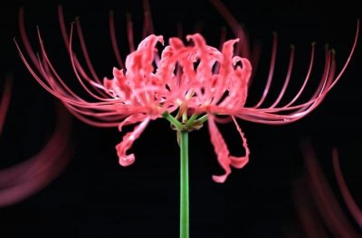 ​古代最有名的四大毒物，鹤顶红仅排第二，第一让人又爱又恨