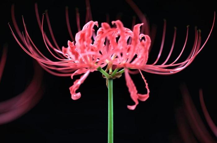 古代最有名的四大毒物,鹤顶红仅排第二,第一让人又爱又恨