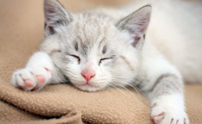 ​猫咪身上常见的5种皮肤病，教你最实用的识别和处理方法