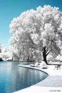 ​「七绝」 咏雾凇