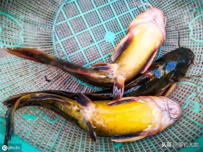 ​葛鱼汤的做法（葛鱼汤的做法去腥）