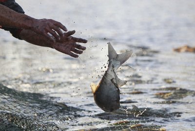 ​黄河流域的珍稀鱼类“鸽子鱼”，它到底去哪里了？