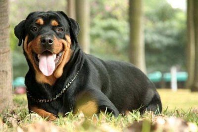 ​养罗威纳犬，这7件事情千万不要做，否则你就不是称职的铲屎官！