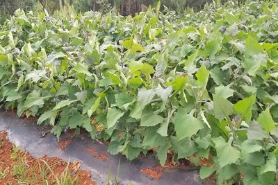 ​种植非常简单的水果菊薯，春种秋收，瞄准市场定能获高收益