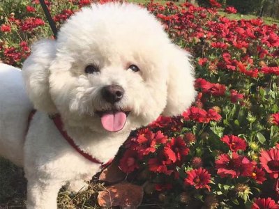 ​比熊纯不纯，全看这几点，串串狗一眼就被识破