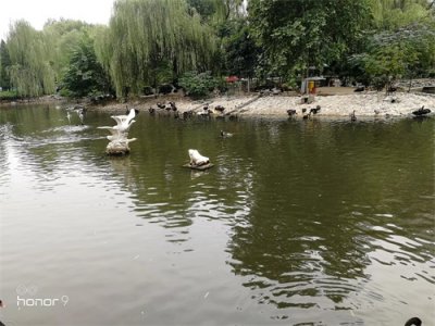 ​黑天鹅事件是什么梗，它到底是什么意思，你知道吗？