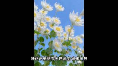 ​鲁丹鸟，远离尘世喧嚣的花