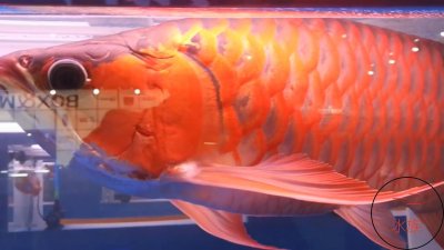 ​你给鱼缸加过酸奶吗？水浑了咋办，我来告诉你