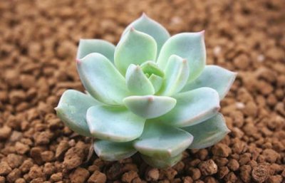 ​不如养盆多肉“白牡丹”，记住3个小技巧，养出优雅别致的白牡丹