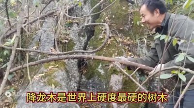 ​这就是真正的降龙木，一根就值几十万！