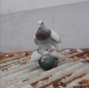 ​国外主要优良鸽种：银王鸽