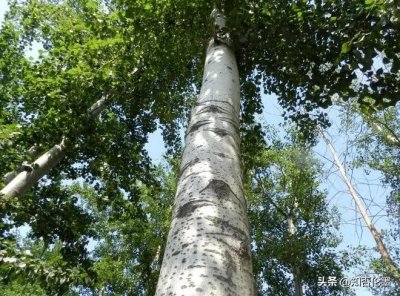 ​现在在农村，种什么树长得快又值钱？这几种树，农民朋友别错过