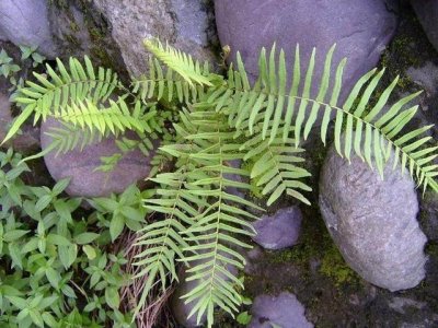 ​路边一种野草，长得像蜈蚣，功效堪比蒲公英，可惜很少人知道