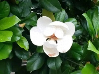 ​广玉兰高洁典雅的花中君子