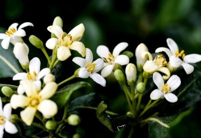 ​每天认识一种植物（五十五）：海桐——极易栽培的树种