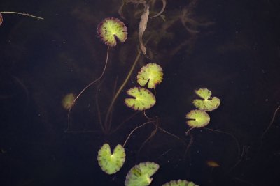 ​“参差荇菜.左右流之”诗经《关雎》中的荇菜你认识吗？它开花了