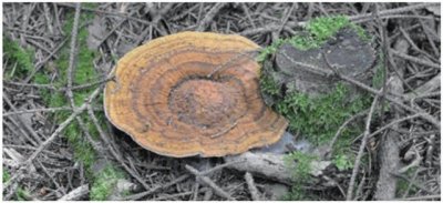 ​「自然科普」假芝：药用于腰肾部疾病