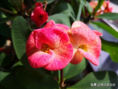 ​文明歌（歌词）