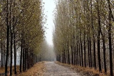 ​民间流传四大鬼树竟然是这些！