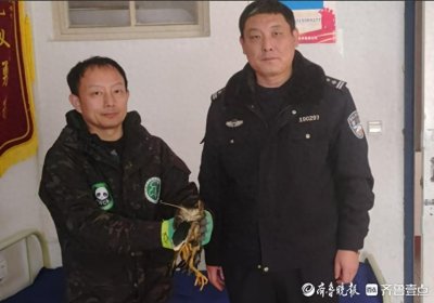 ​国家二级保护动物夜鹭翅膀受伤落地，城阳警民暖心救助
