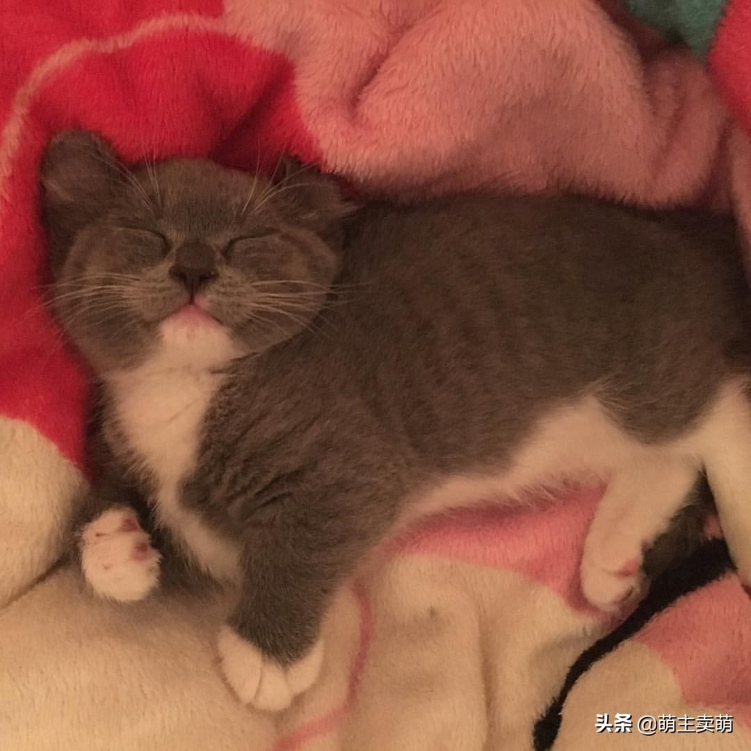 这呆萌可爱的小短腿是卷耳英短蓝猫呢?