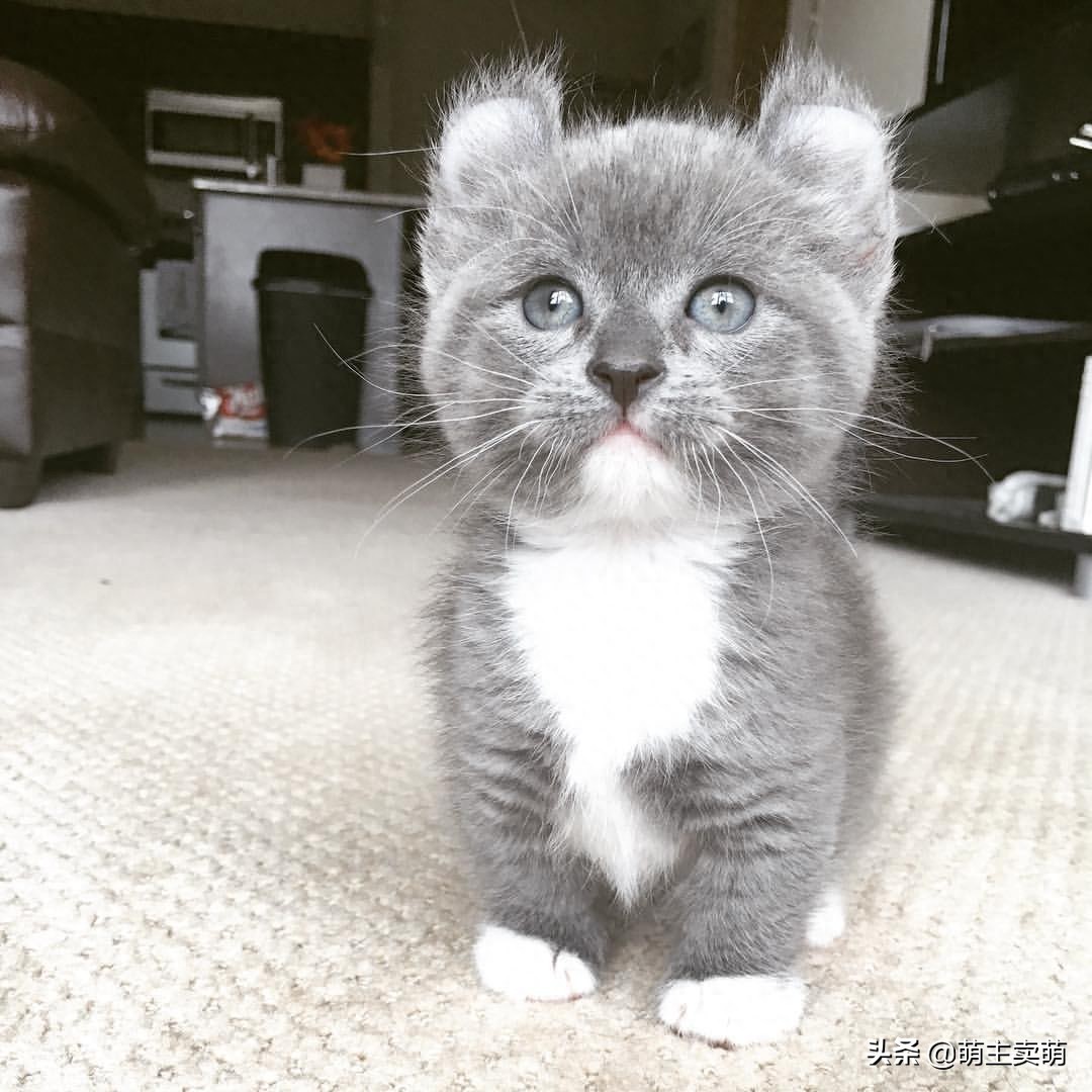 这呆萌可爱的小短腿是卷耳英短蓝猫呢?