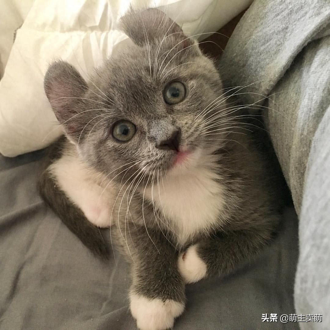 这呆萌可爱的小短腿是卷耳英短蓝猫呢?