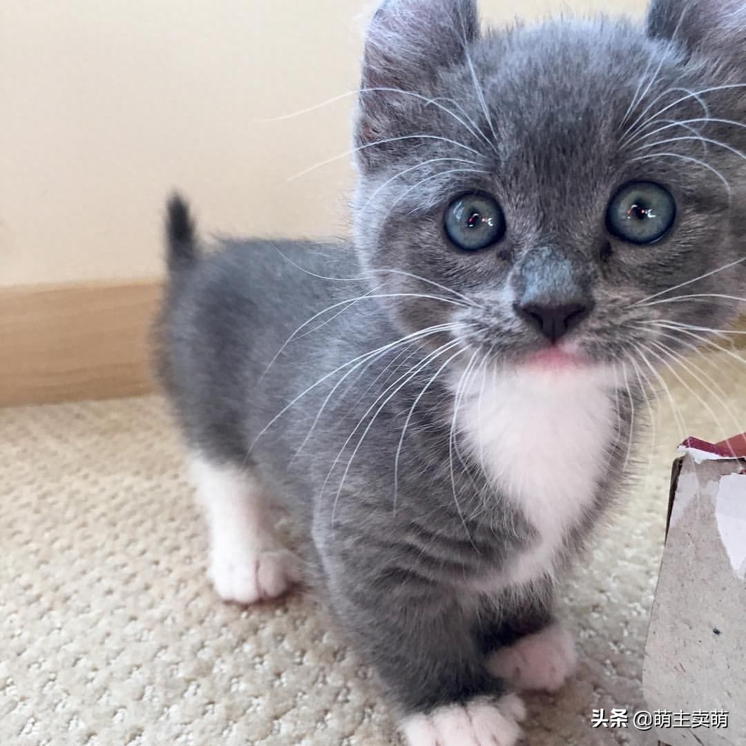 这呆萌可爱的小短腿是卷耳英短蓝猫呢?