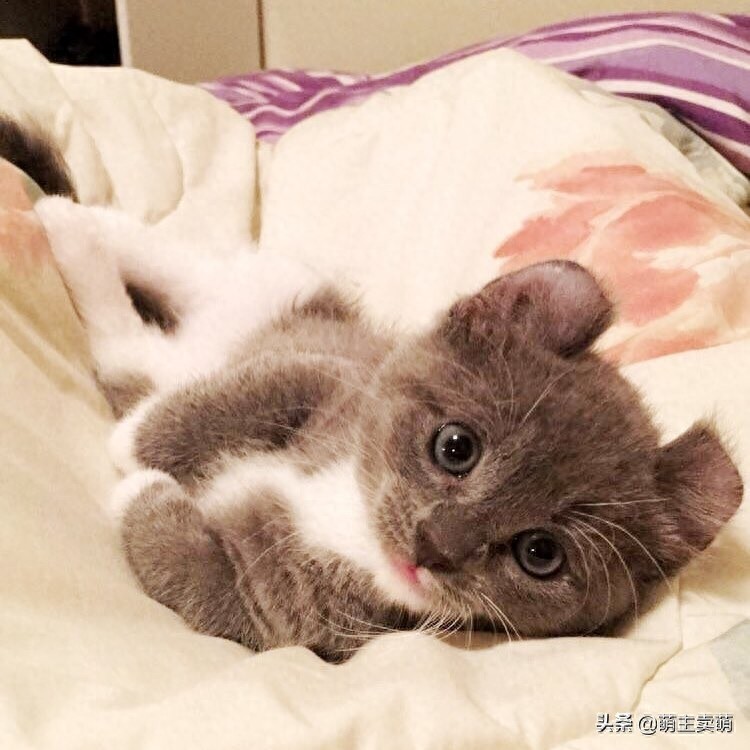 这呆萌可爱的小短腿是卷耳英短蓝猫呢?