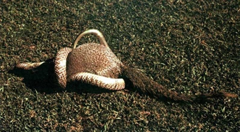 蛇的天敌！你知道是谁吗？