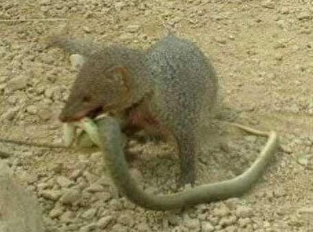 蛇的天敌！你知道是谁吗？