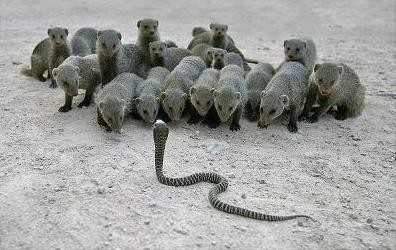 蛇的天敌！你知道是谁吗？