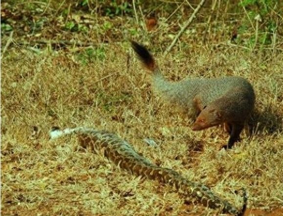 蛇的天敌！你知道是谁吗？