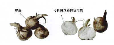 ​300多种食用蔬菜与野菜之慈菇