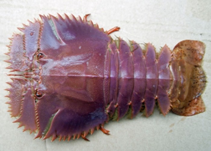 “海知了”体态怪异的生物