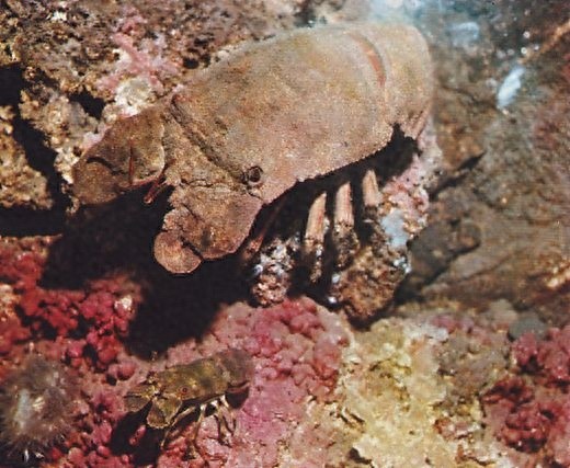 “海知了”体态怪异的生物