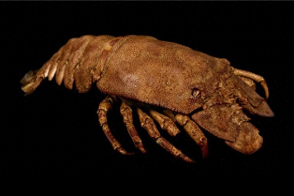 “海知了”体态怪异的生物