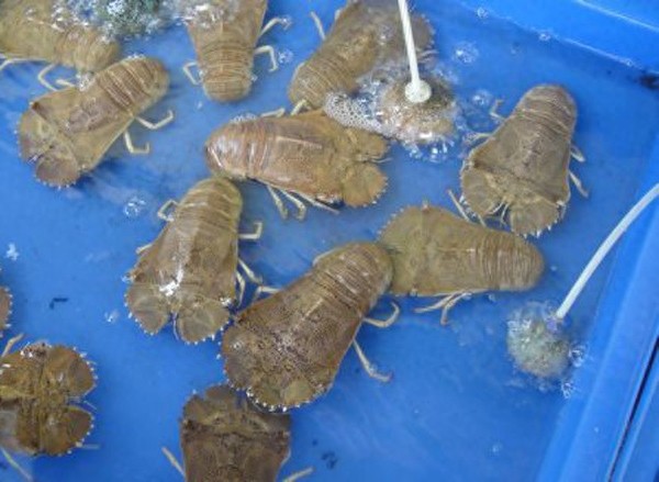 “海知了”体态怪异的生物