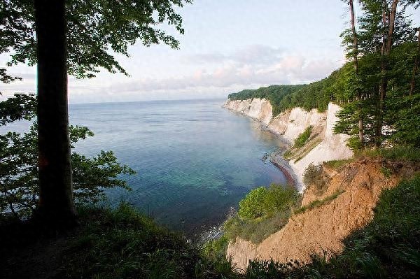 听过山毛榉导弹,你见过山毛榉树?