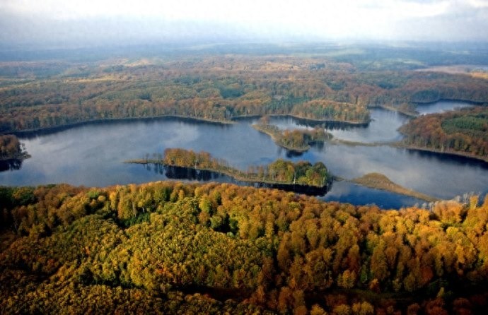 听过山毛榉导弹,你见过山毛榉树?