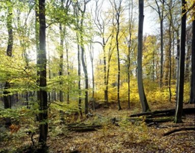 ​听过山毛榉导弹，你见过山毛榉树？