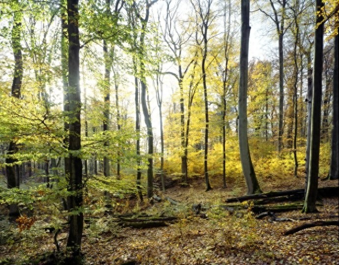 听过山毛榉导弹,你见过山毛榉树?