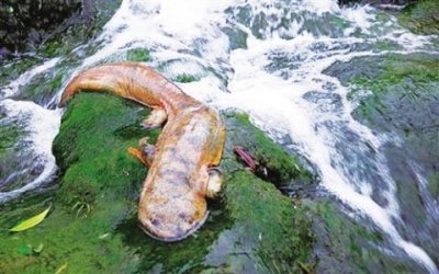 ​中国神话动物在哪里04？！人面鱼身的赤鱬是什么？