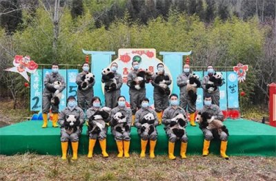 ​25只在2024年诞生的大熊猫幼崽，它们的集体亮相，萌翻众人