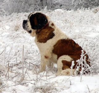 ​体重堪比一个胖人，性格温柔亲人，对小朋友也很友好的搜救犬