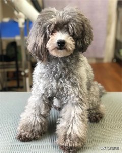 ​“泰迪装”已经过时，贵宾犬最新流行的发型集锦来啦