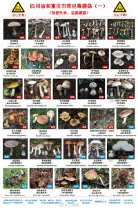 ​别吃！川渝野生毒蘑菇最新版图鉴