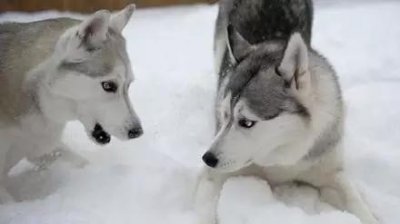 ​哈士奇与二哈的区别，二哈：无敌是多么寂寞